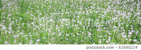 White fluffy dandelions flower in green field, 61680224