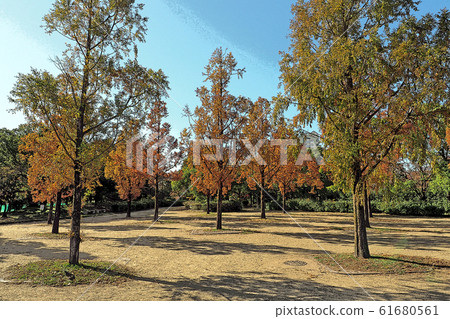 Swan Garden Point View 61680561