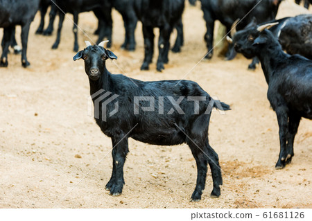 Livestock farm, cattle, dairy cattle, sheep and goat 151 Livestock farm, cattle, dairy cattle, sheep and goat 151 61681126
