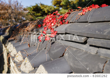 Colorful autumn landscape in the park and the countryside. Beautiful flowers and trees in the autumn season. 217 61681262