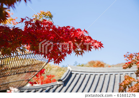 Colorful autumn landscape in the park and the countryside. Beautiful flowers and trees in the autumn season. 203 Colorful autumn landscape in the park and the countryside. Beautiful flowers and trees in the autumn season. 203 61681276