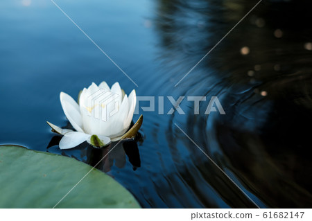 Aquatic plant, white water lily Nymphaea alba in a clear forest lake. Aquatic plant, white water lily Nymphaea alba in a clear forest lake. 61682147