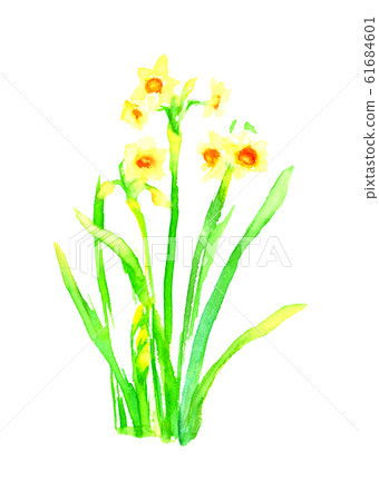 Narcissus narcissus watercolor illustration hand drawn 61684601