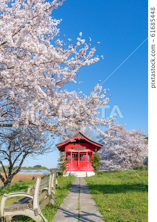 Spring of Minami rice paddy in Saitama Prefecture cherry blossoms in full bloom and Minuma Bentendo 61685448