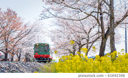 Moka Railway:一列排油菜花和櫻桃樹的火車 Moka Railway:一列排油菜花和櫻桃樹的火車 61692306
