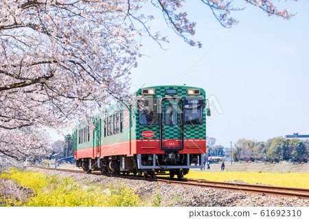 Moka Railway: A train running in a row of rape blossoms and cherry trees Moka Railway: A train running in a row of rape blossoms and cherry trees 61692310