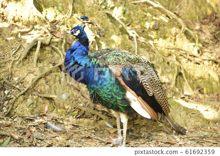 Indian peacock Indian peacock 61692359