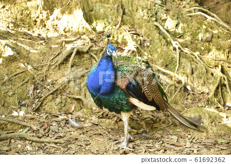 Indian peacock 61692362