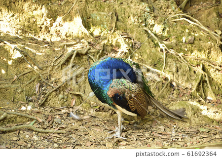 Indian peacock 61692364