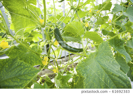 Cucumber 61692383