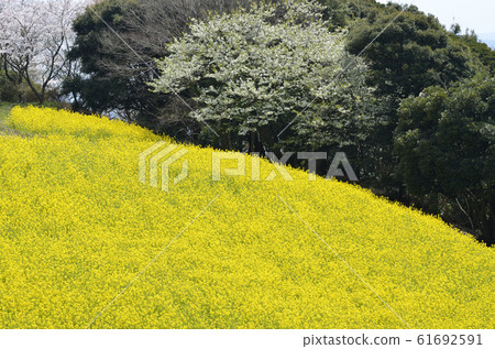 強姦開花 強姦開花 61692591