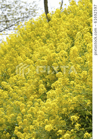 強姦開花 強姦開花 61692597