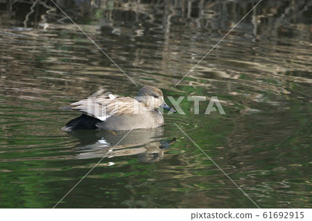 Gadwall 61692915