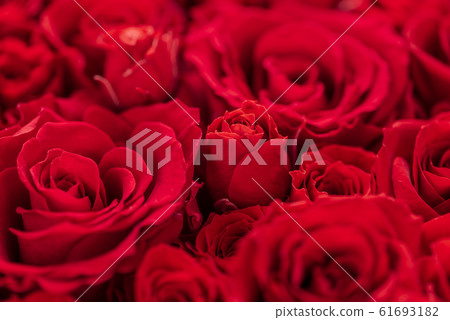 Bouquet of roses Bouquet of roses 61693182