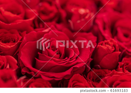 Bouquet of roses Bouquet of roses 61693183