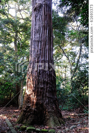 Cedar of Nishijimacho Hachiman Shrine Cedar of Nishijimacho Hachiman Shrine 61693373