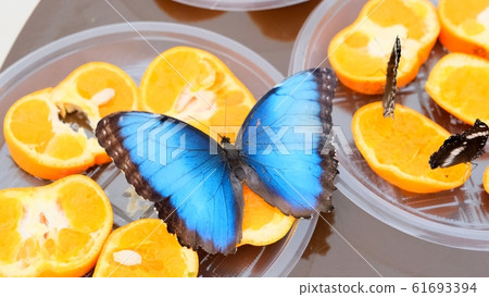 close-up side view of a blue brown Morpho peleides butterfly drinks nectar on citrus fruits close-up side view of a blue brown Morpho peleides butterfly drinks nectar on citrus fruits 61693394