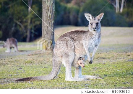 Kangaroo parent and child 61693613