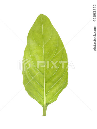 Holy Basil,Ocimum sanctum an isolated on white Holy Basil,Ocimum sanctum an isolated on white 61693822