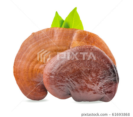 Ganoderma Lucidum Mushroom an isolated on white Ganoderma Lucidum Mushroom an isolated on white 61693868
