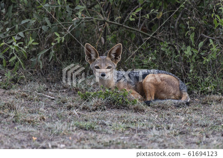 塞古羅豺 塞古羅豺 61694123