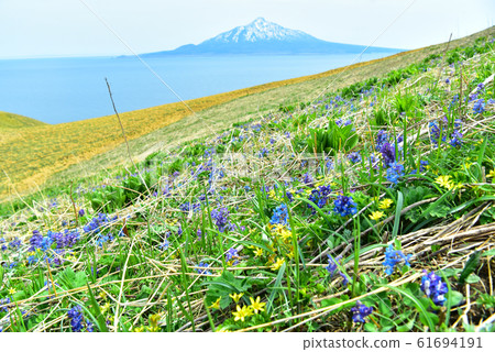 Rebun Island in May: Momoiwa Observatory where Ezoengo Saku blooms Rebun Island in May: Momoiwa Observatory where Ezoengo Saku blooms 61694191