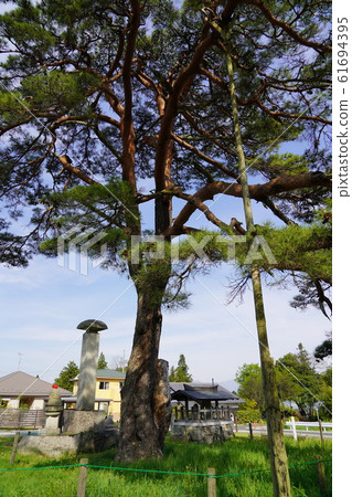 Azumino City (Pine stone engraving tower and pine at the former Anrakuji site) 61694395