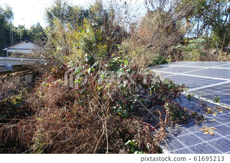 Solar panels buried in weeds Solar panels buried in weeds 61695213