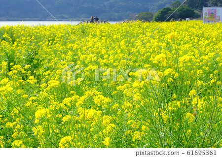 A couple on the bridge of Lake Ikeda where rape blossoms are in full bloom 61695361