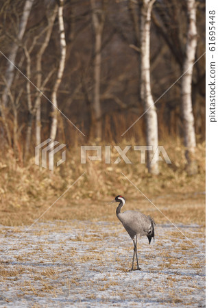rare! Chlor appeared in Hokkaido rare! Chlor appeared in Hokkaido 61695448
