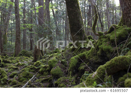 Aokigahara Forest Aokigahara Forest 61695507