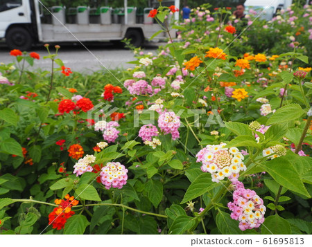 Flowers 61695813