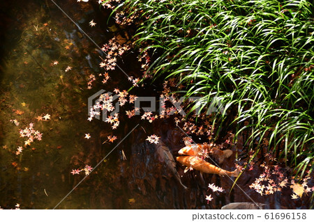 清溪別市銅礦河river魚 61696158