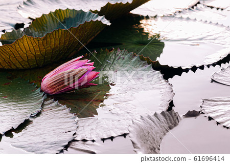 Pink lotus water lilies before bloom under morning light Pink lotus water lilies before bloom under morning light 61696414