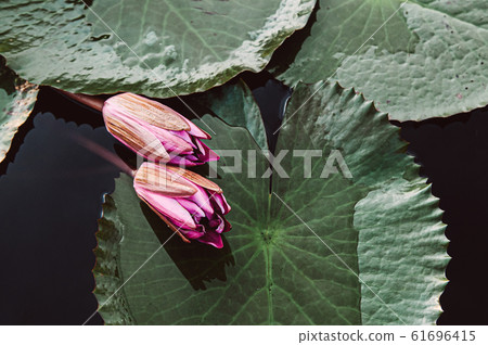 Pink lotus water lilies before bloom under morning light 61696415