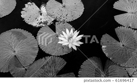 Lotus water lilies full bloom under morning light in black and white 61696417