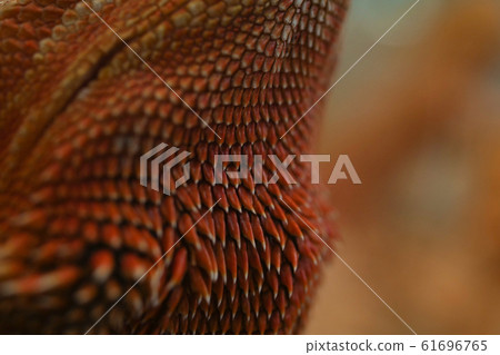 close-up pattern skin, reptil animal of small exotic pet 61696765