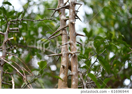 Seedling citron tree spines 61696944