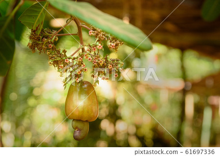 Cashew nuts or Anacardium occidentale grow on tree 61697336