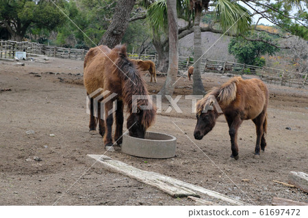 棲息在開聞岳的可愛的東卡拉馬的風景 61697472