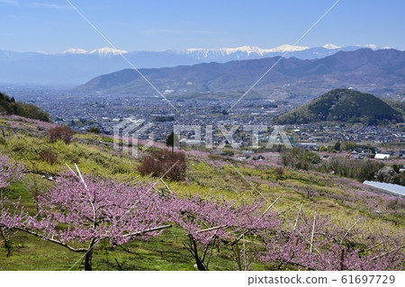 Flowering peach and plum field in Koshu city area and Southern Alps 61697729