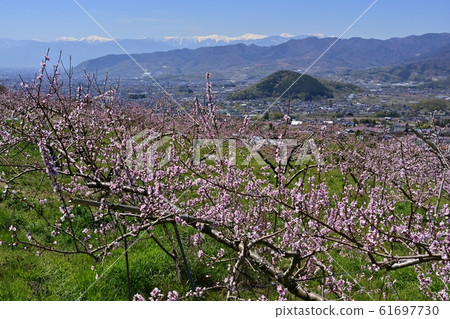 Koshu city area and Southern Alps in blooming peach field 61697730