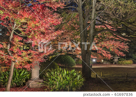 春日風格的石燈籠照亮的夜景,在Rikugien花園的草坪上染成秋天的顏色。 春日風格的石燈籠照亮的夜景,在Rikugien花園的草坪上染成秋天的顏色。 61697836