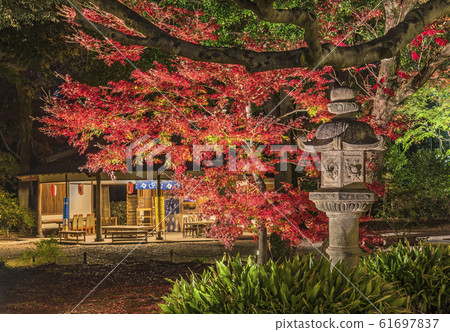 春日風格的石燈籠照亮的夜景,在Rikugien花園的草坪上染成秋天的顏色。 春日風格的石燈籠照亮的夜景,在Rikugien花園的草坪上染成秋天的顏色。 61697837