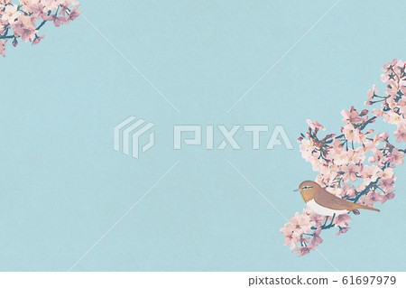 Cherry blossom, background illustration, watercolor 61697979