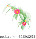 茶花 61698253