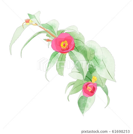 Camellia Camellia 61698253
