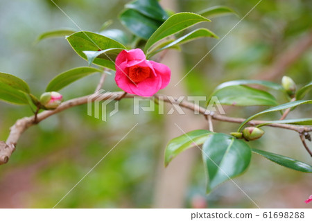 山茶花 61698288