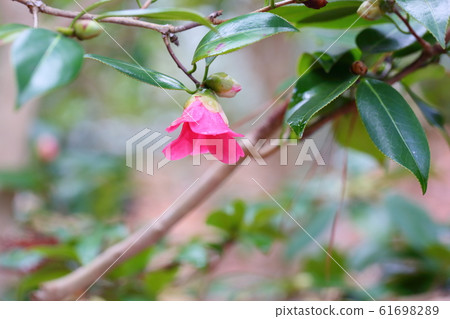 山茶花 山茶花 61698289