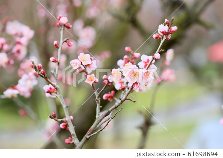Plum blossom Red winter solstice 61698694